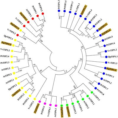 The Eucalyptus Tonoplast Intrinsic Protein (TIP) Gene Subfamily: Genomic Organization, Structural Features, and Expression Profiles